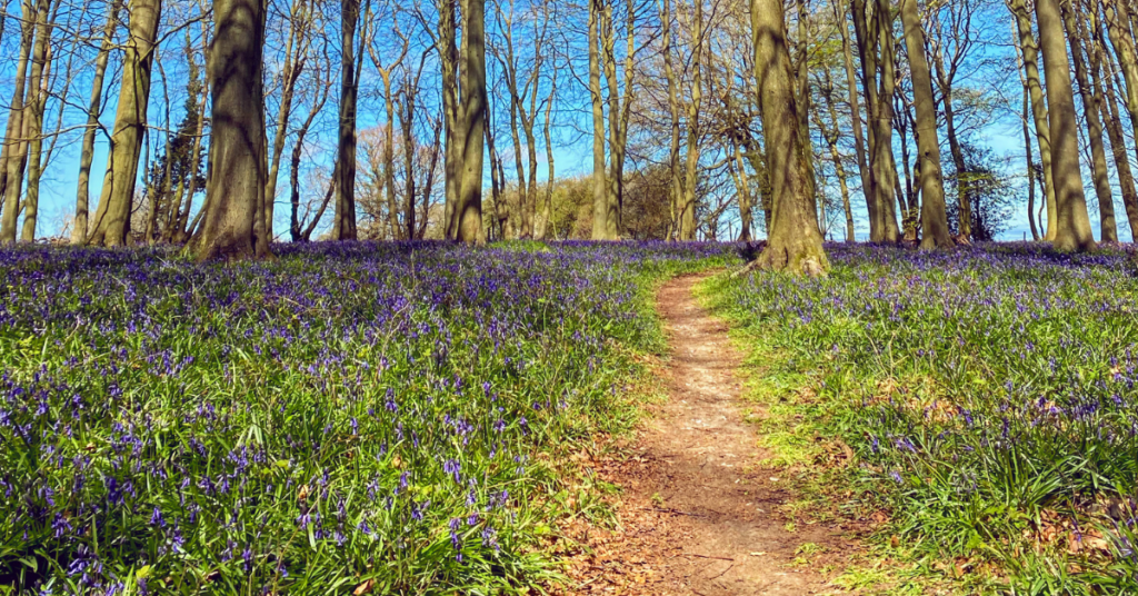 5 of the best spring walks in Kent - girlabouttravel.co.uk