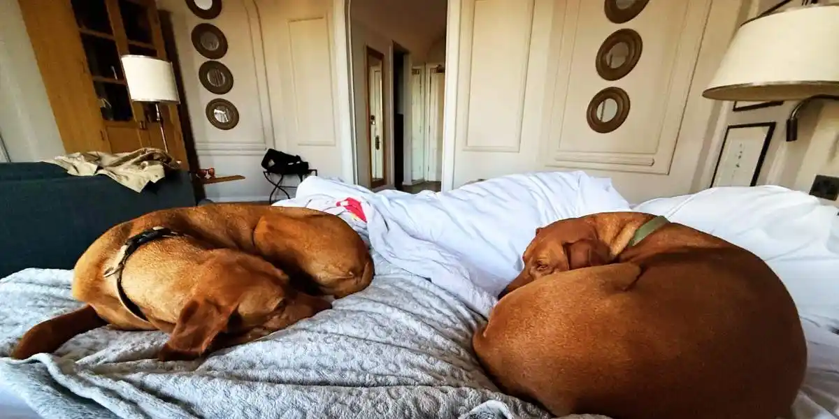 dog friendly hotel york