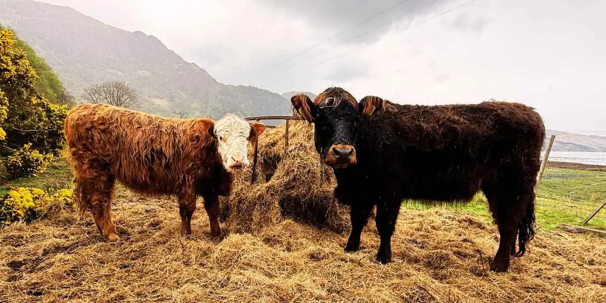NC500 campsites Glencoe
