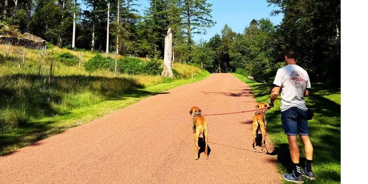 Yibake camping pizza oven
