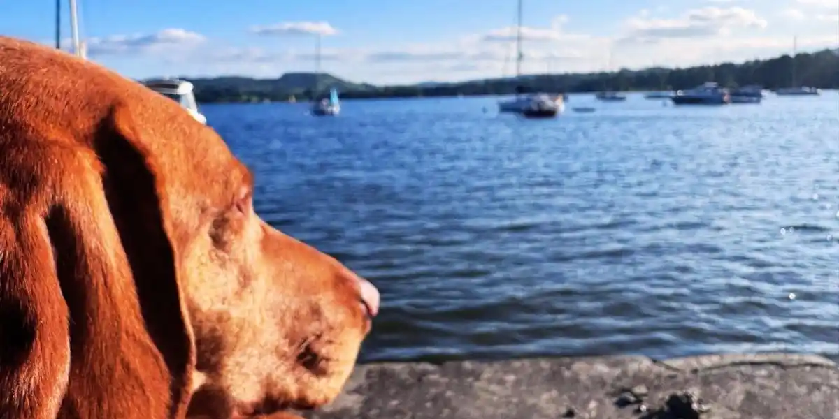 Yibake camping pizza oven