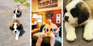 timberline lodge puppies