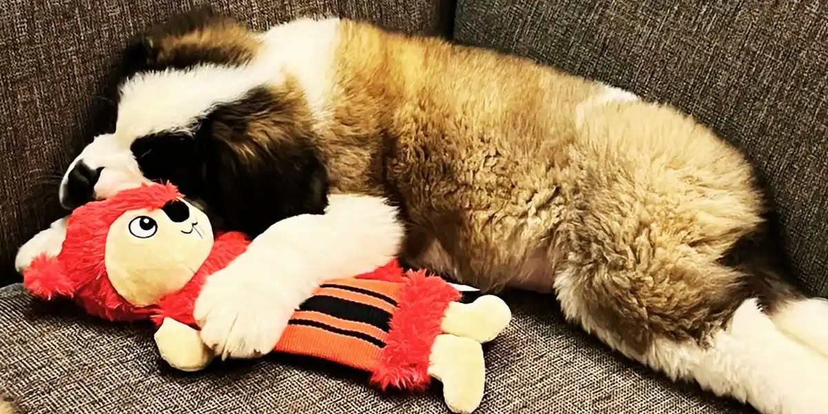 timberline lodge puppies