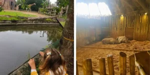 halloween events cheshire giraffes and rhinos contained at chester zoo