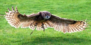 an owl flying low over grass christmas in hampshire
