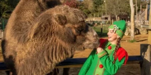 Christmas Events Hertfordshire 4