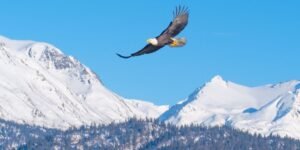 alaska tourism an eagle soaring above snow capped mountains