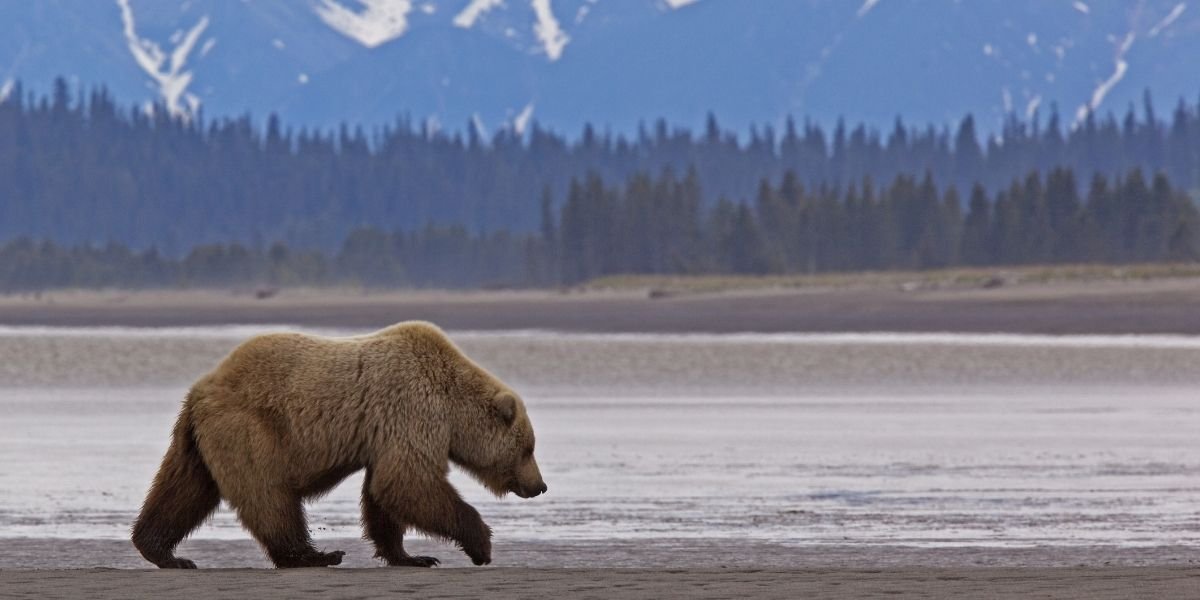 alaska tourism a bear wandering the shore