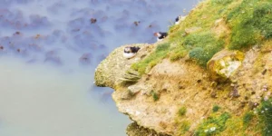 some puffins on a ledge