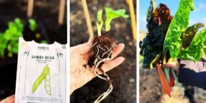three images of plants, seeds and sprouts
