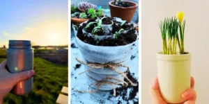 three images of plants on the allotment