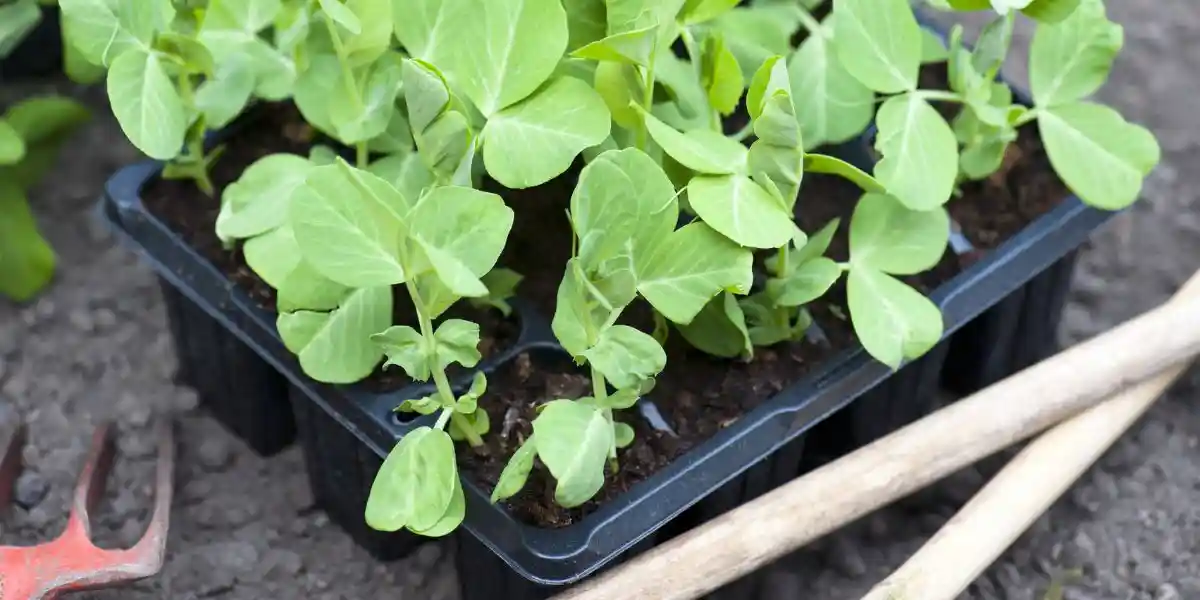 a tray of pea shoots just beginning to sprout what to grow on an allotment