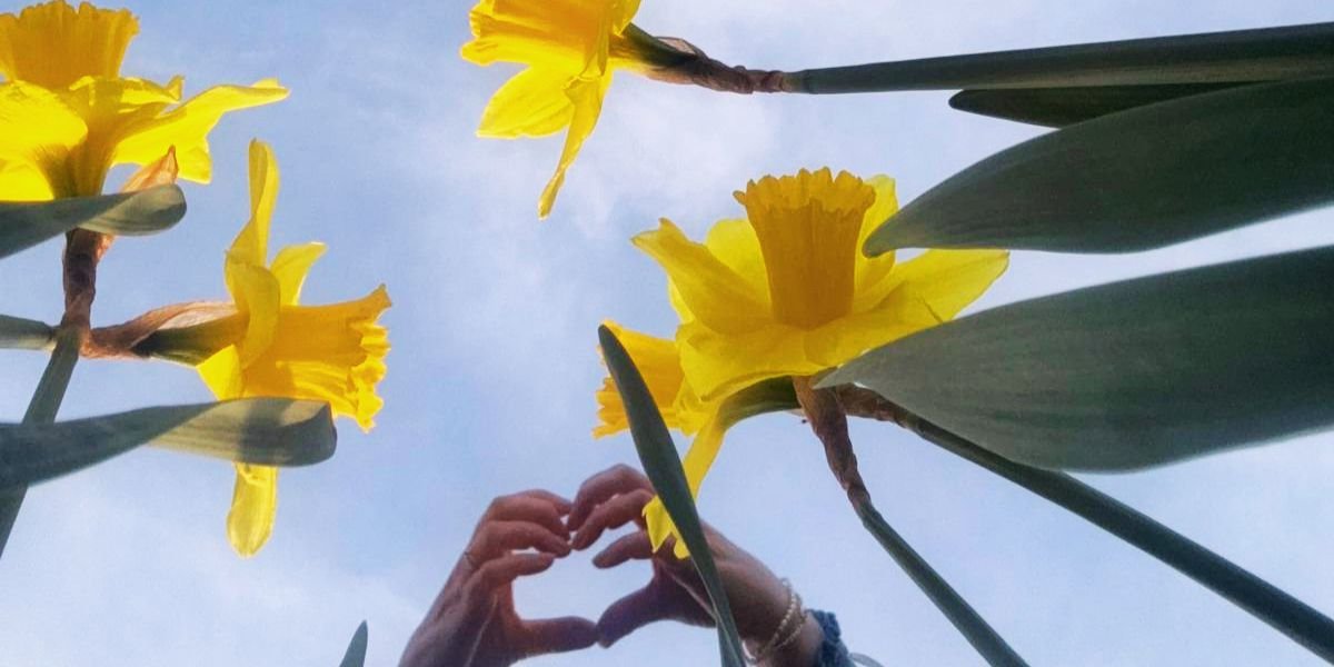 decorative image daffodils and blue sky