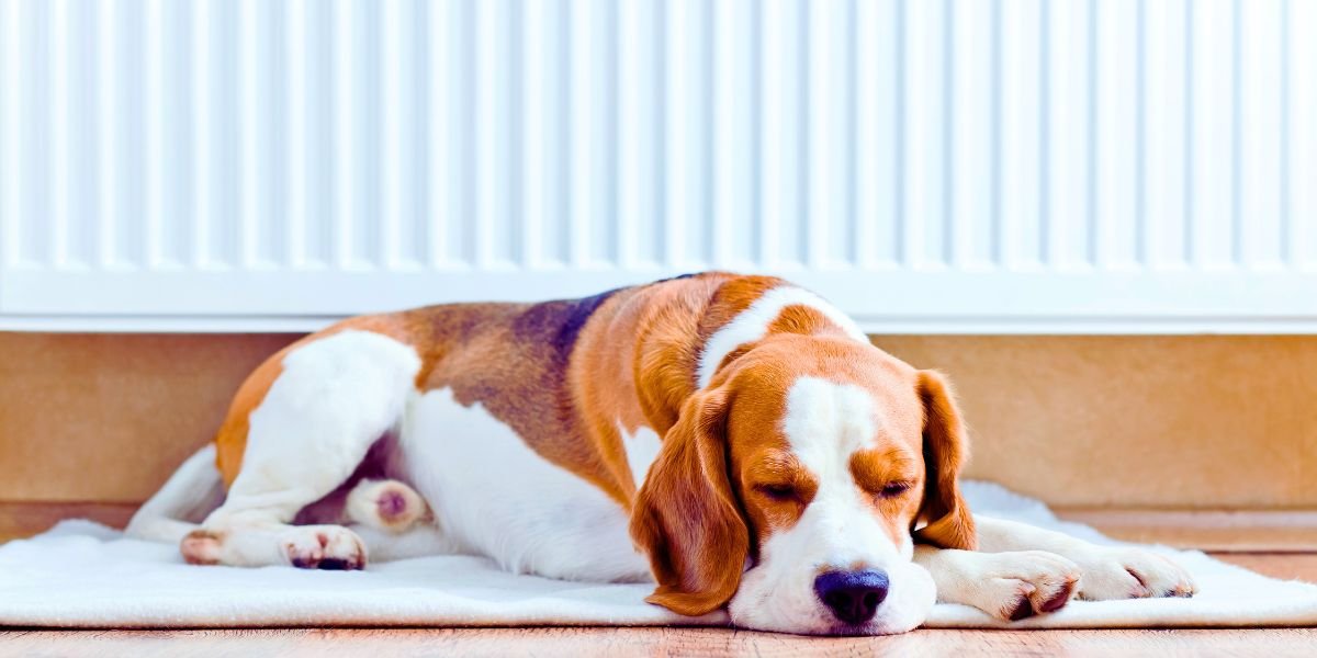 The dog near to a warm radiator. The dog has a rest on wooden to a floor near to a warm radiator