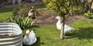 some geese in a garden