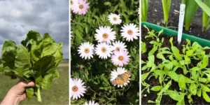 lettuce and flowers on an allotment