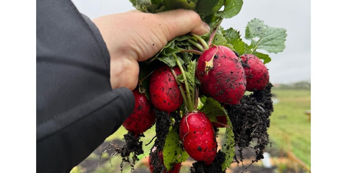 a bunch of radishes from the allotment