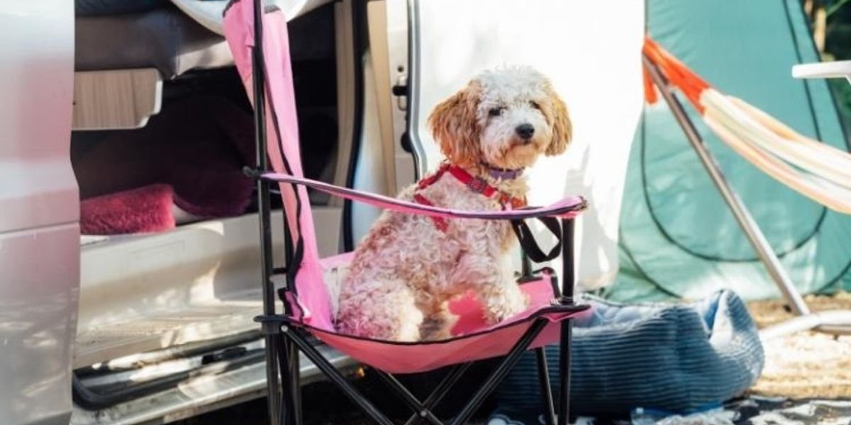white dog sitting on a deckchair