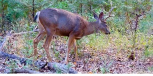 a deer wandering through the new forest