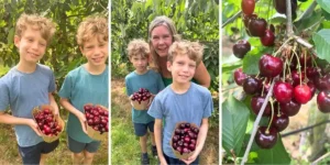 three photos of a mum and her two boys picking cherries. cherry tree, loddington farm