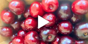 a punnet of cherries at loddington farm