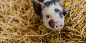 pig held in a dairy adventure farm in the new forest