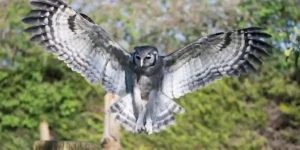an owl in flight at the libertys rescue centre in the new forest