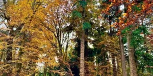 trees in rhinefield in the new forest