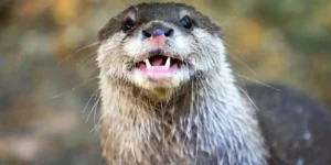 an otter in the New Forest