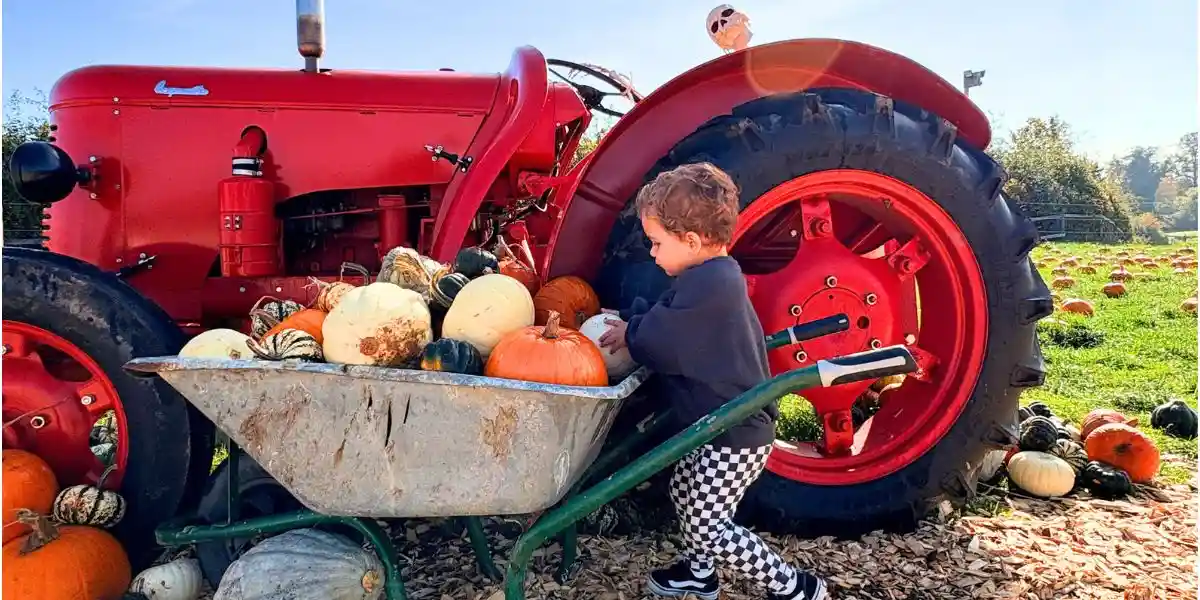 cute child with a barrowful of pumpkins in Yorkshire
