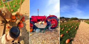 cannon hall farm yorkshire, halloween