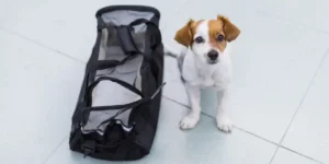 a dog ready to travel