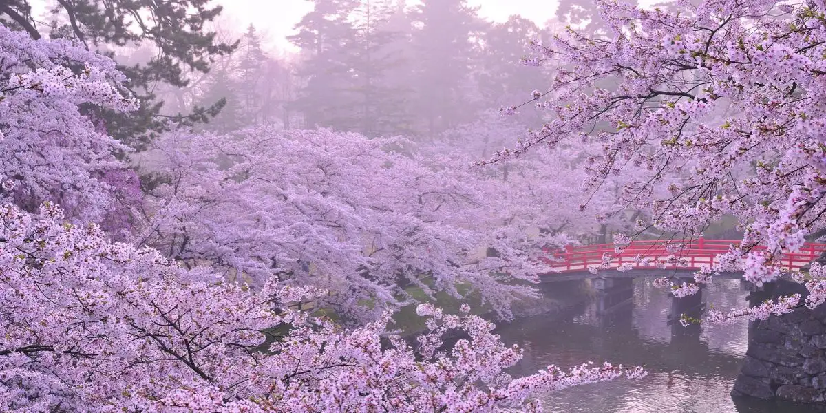 cherry blossom on a bridge in Japan
