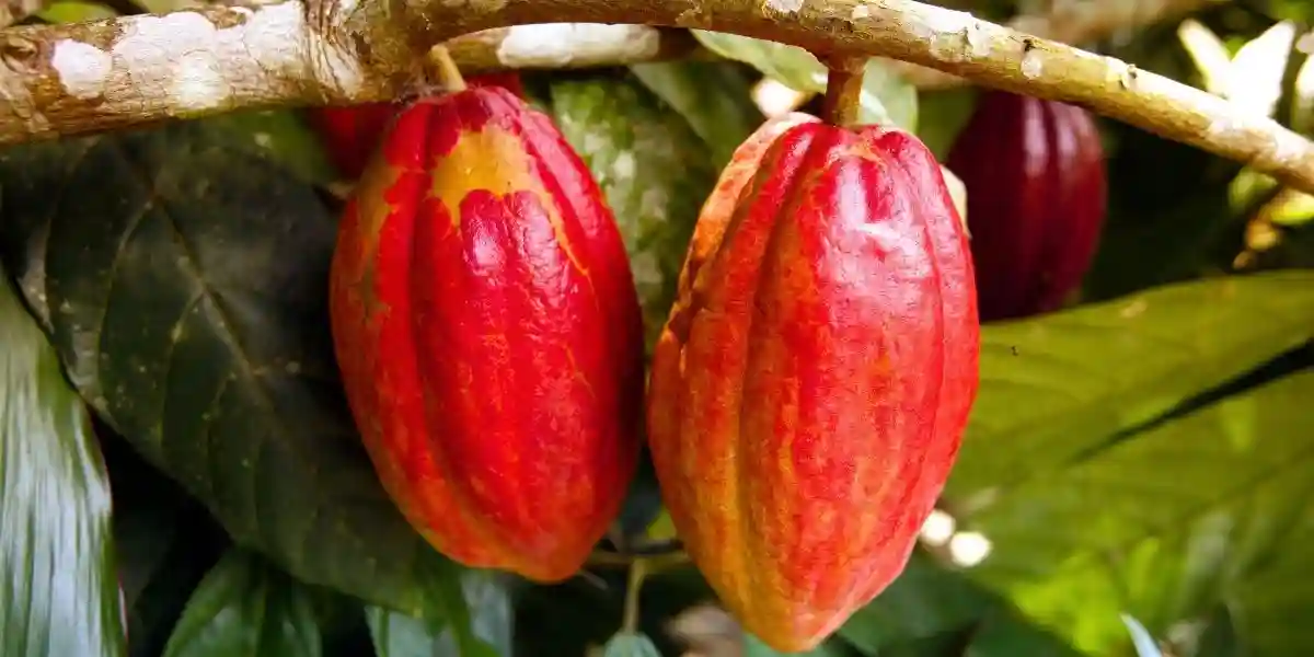 some cacao pods on a branch for chocolate making