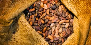 some cacao beans in a bag for chocolate making