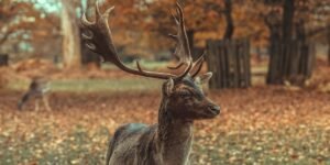 fallow deer in winter woodland setting
