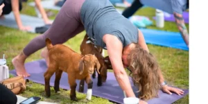 a woman doing yoga with a goat