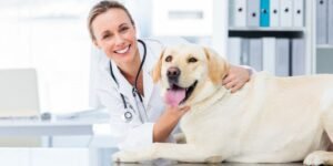 dog at the vets