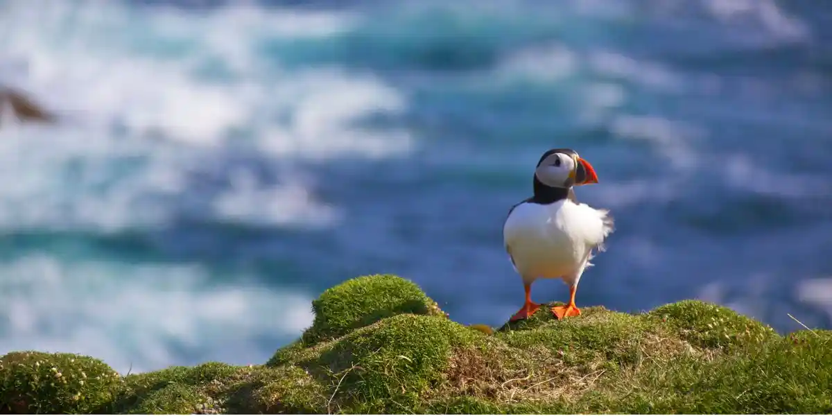 puffin on cliff side near a pitch up camp site